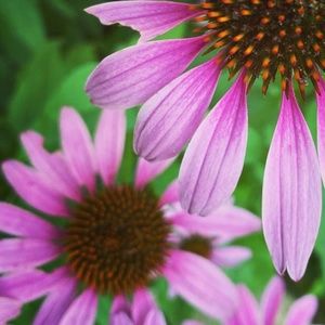 Meet your Posher, Keal